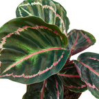 Calathea 'Dottie'