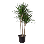 Dracaena 'Marginata Cane'
