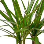 Dracaena 'Marginata Cane'