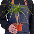 Dracaena 'Marginata Cane'