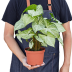 Syngonium 'White Butterfly'