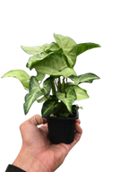 Syngonium 'White Butterfly'