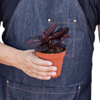 Calathea 'Dottie'