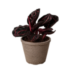 Calathea 'Dottie'