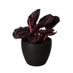 Calathea 'Dottie'