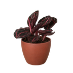 Calathea 'Dottie'
