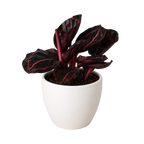 Calathea 'Dottie'