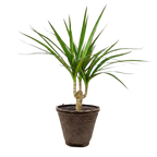 Dracaena 'Marginata Cane'