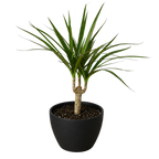 Dracaena 'Marginata Cane'