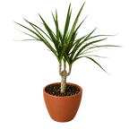 Dracaena 'Marginata Cane'