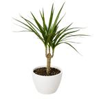 Dracaena 'Marginata Cane'