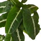 Syngonium wendlandii 'Black Velvet'