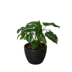 Syngonium wendlandii 'Black Velvet'