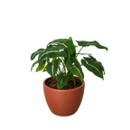 Syngonium wendlandii 'Black Velvet'