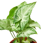 Syngonium 'White Butterfly'