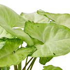 Syngonium 'White Butterfly'