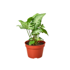 Syngonium 'White Butterfly'