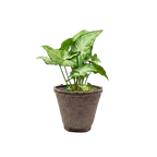 Syngonium 'White Butterfly'