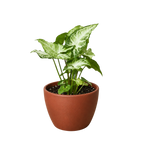 Syngonium 'White Butterfly'