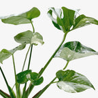 Monstera 'Thai Constellation'