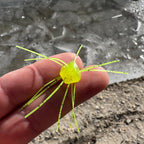 Pannie Tickler