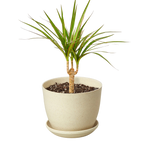 Dracaena 'Marginata Cane'