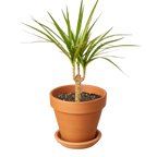 Dracaena 'Marginata Cane'