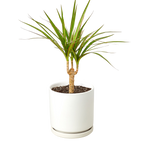 Dracaena 'Marginata Cane'