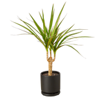 Dracaena 'Marginata Cane'