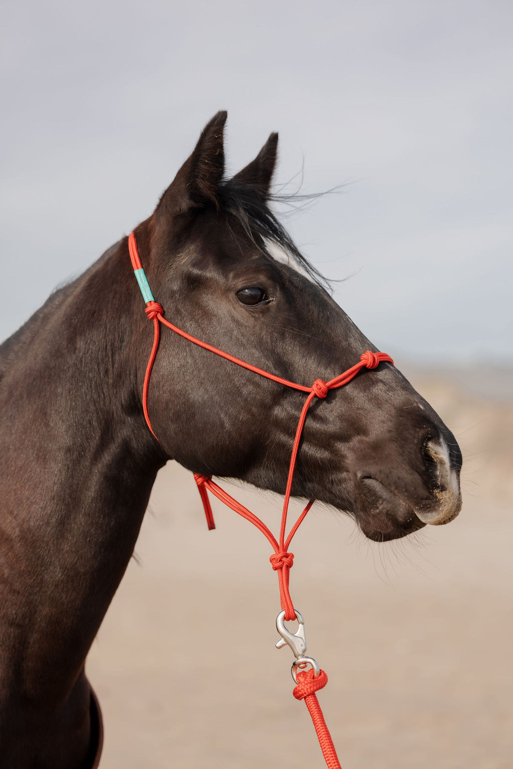 4 Knot Halter and Lead Set