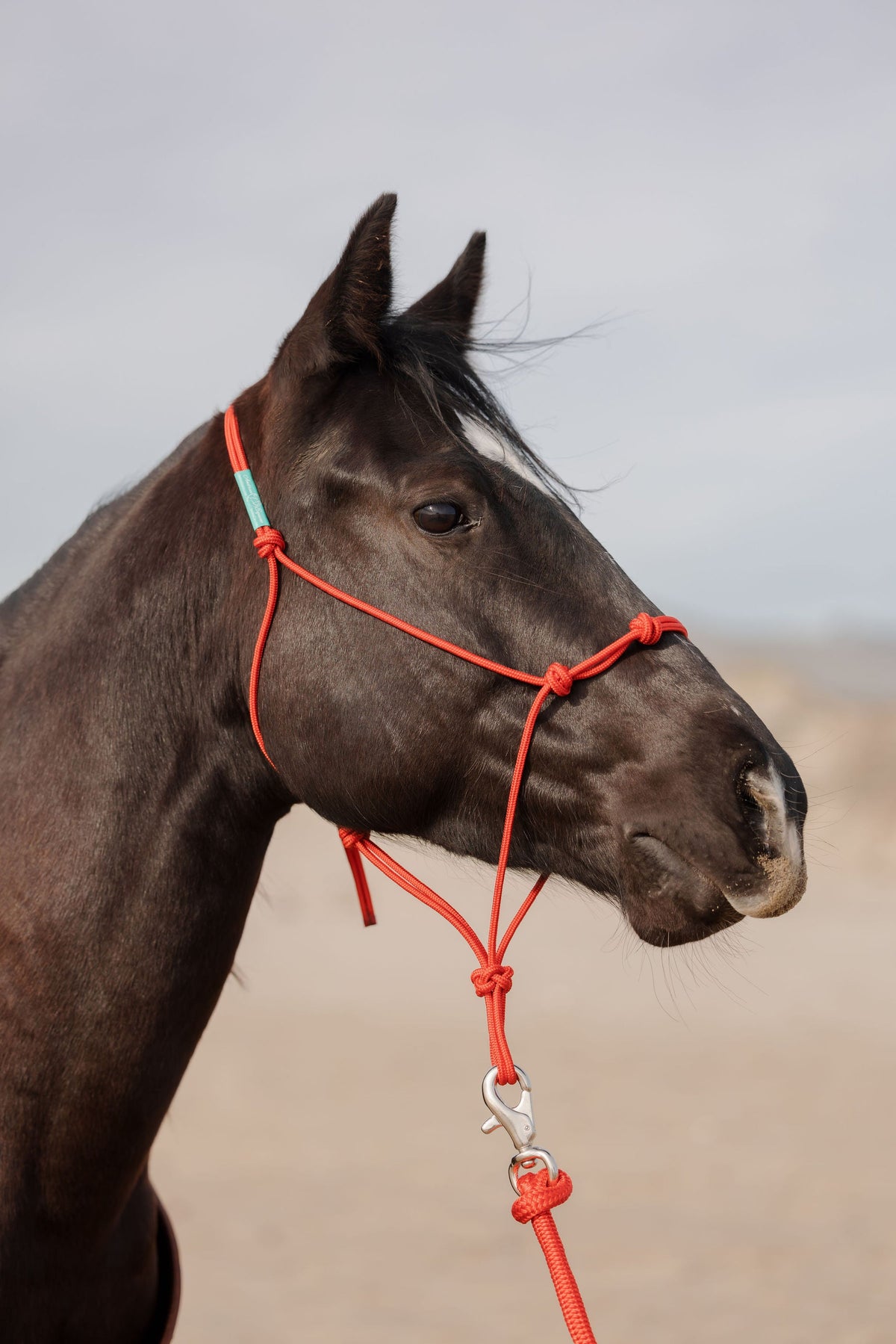 4 Knot Halter and Lead Set