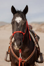 4 Knot Halter and Lead Set