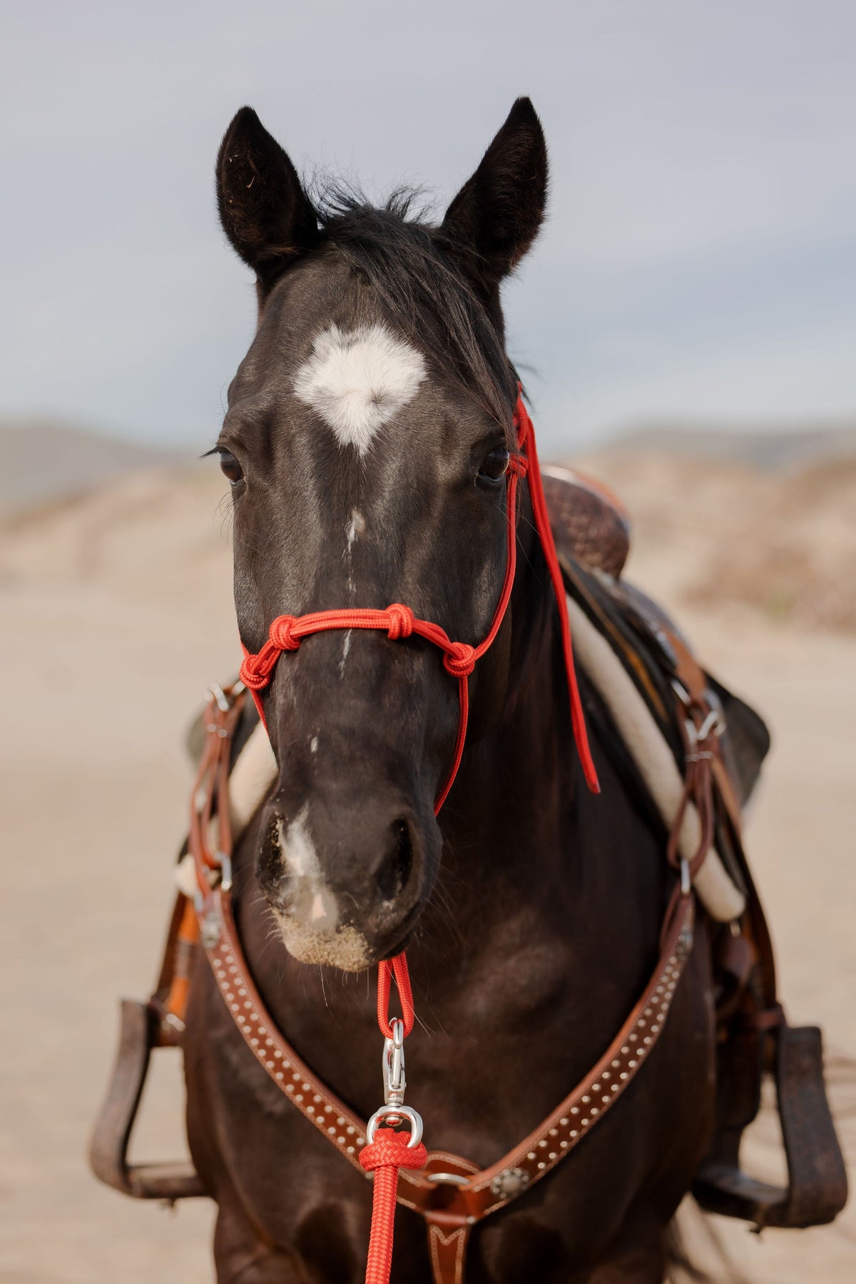 4 Knot Halter and Lead Set