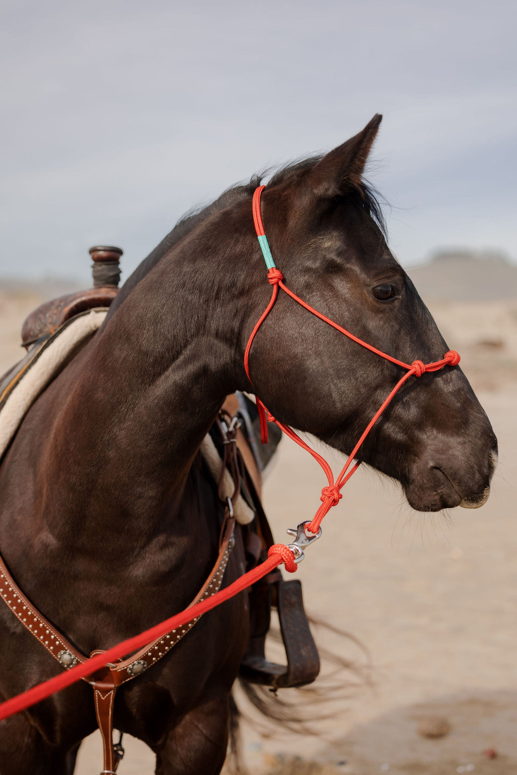 4 Knot Halter and Lead Set