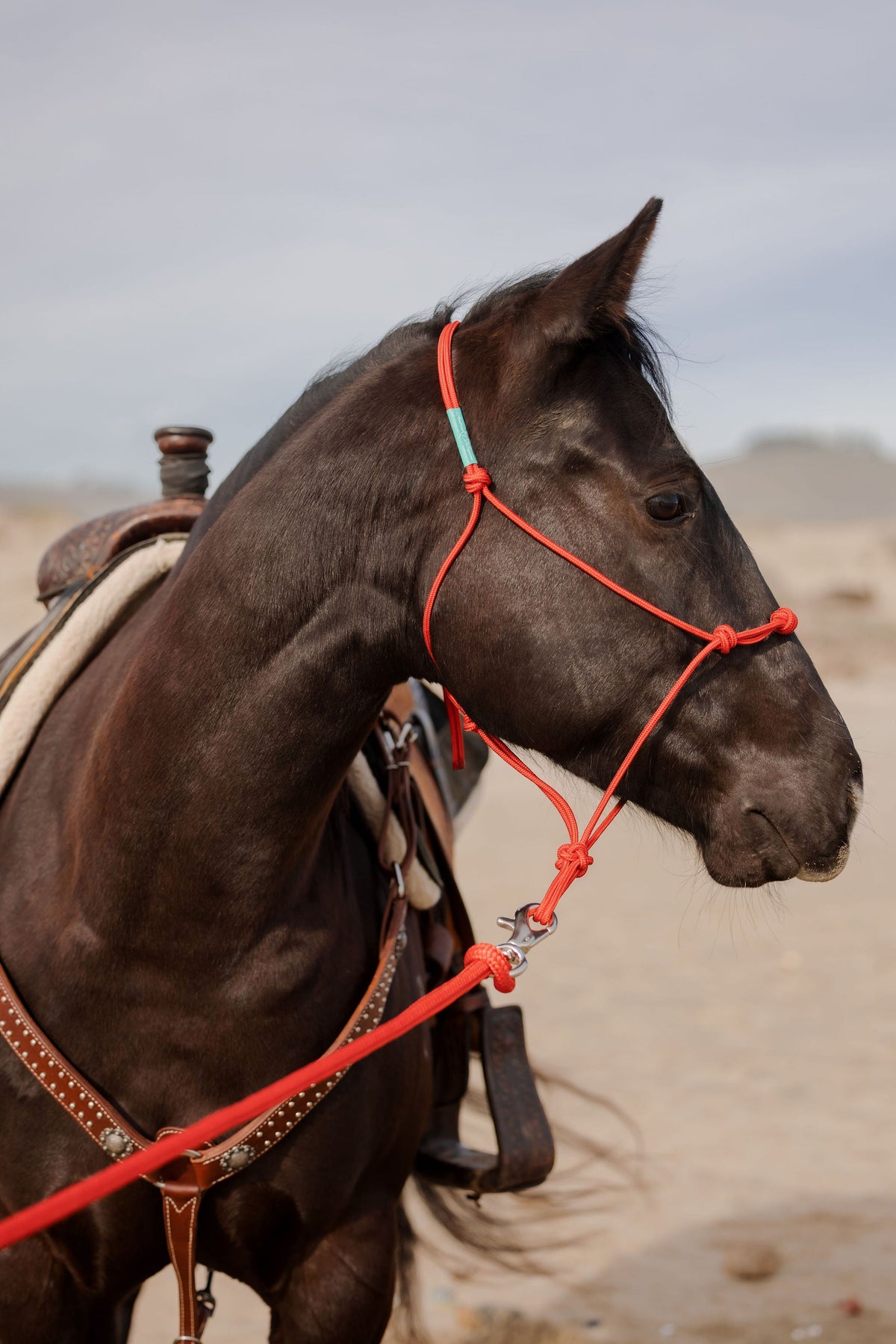 4 Knot Halter and Lead Set