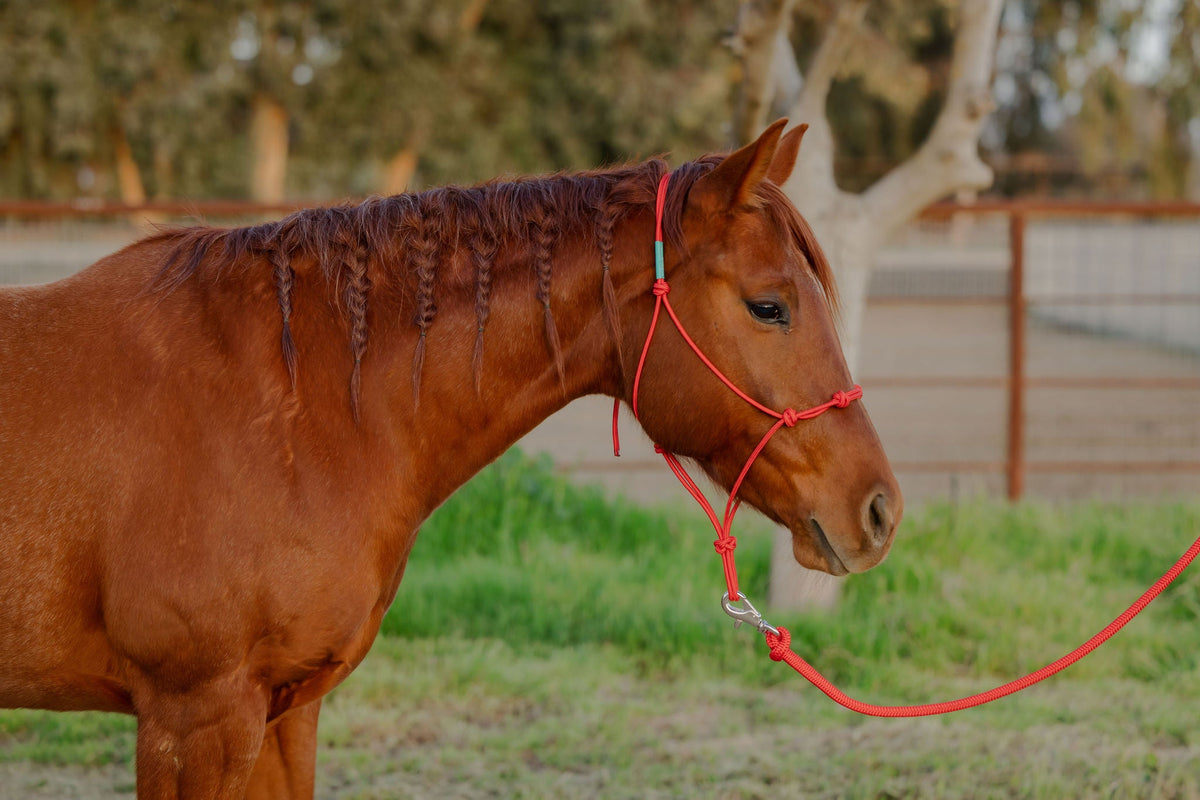 4 Knot Halter and Lead Set