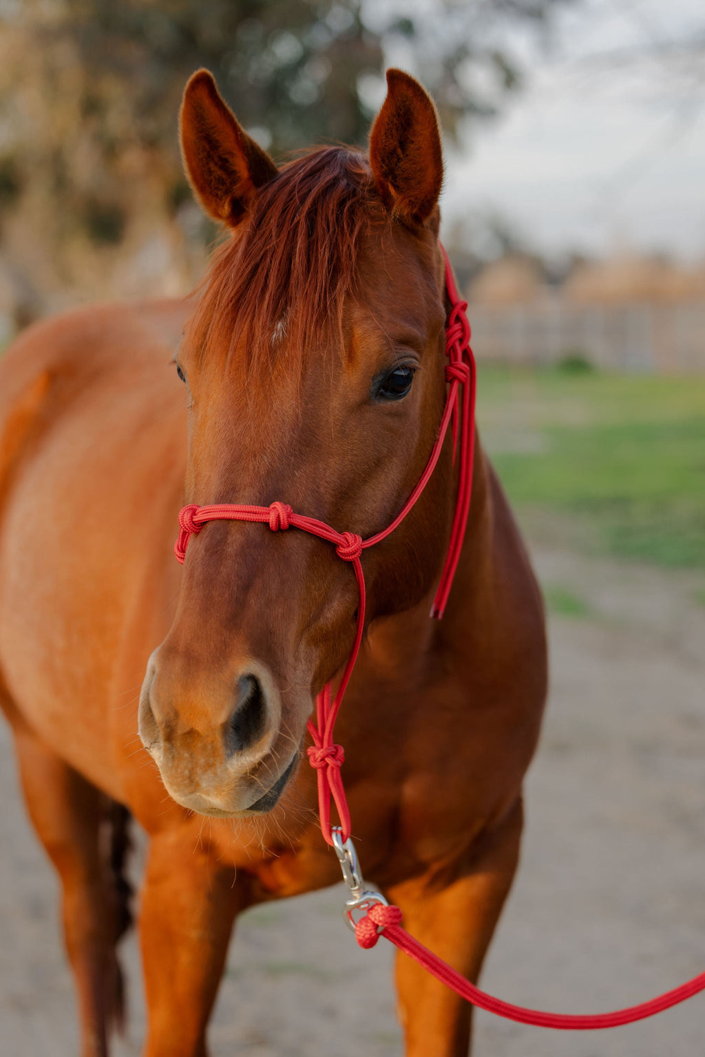 4 Knot Halter and Lead Set