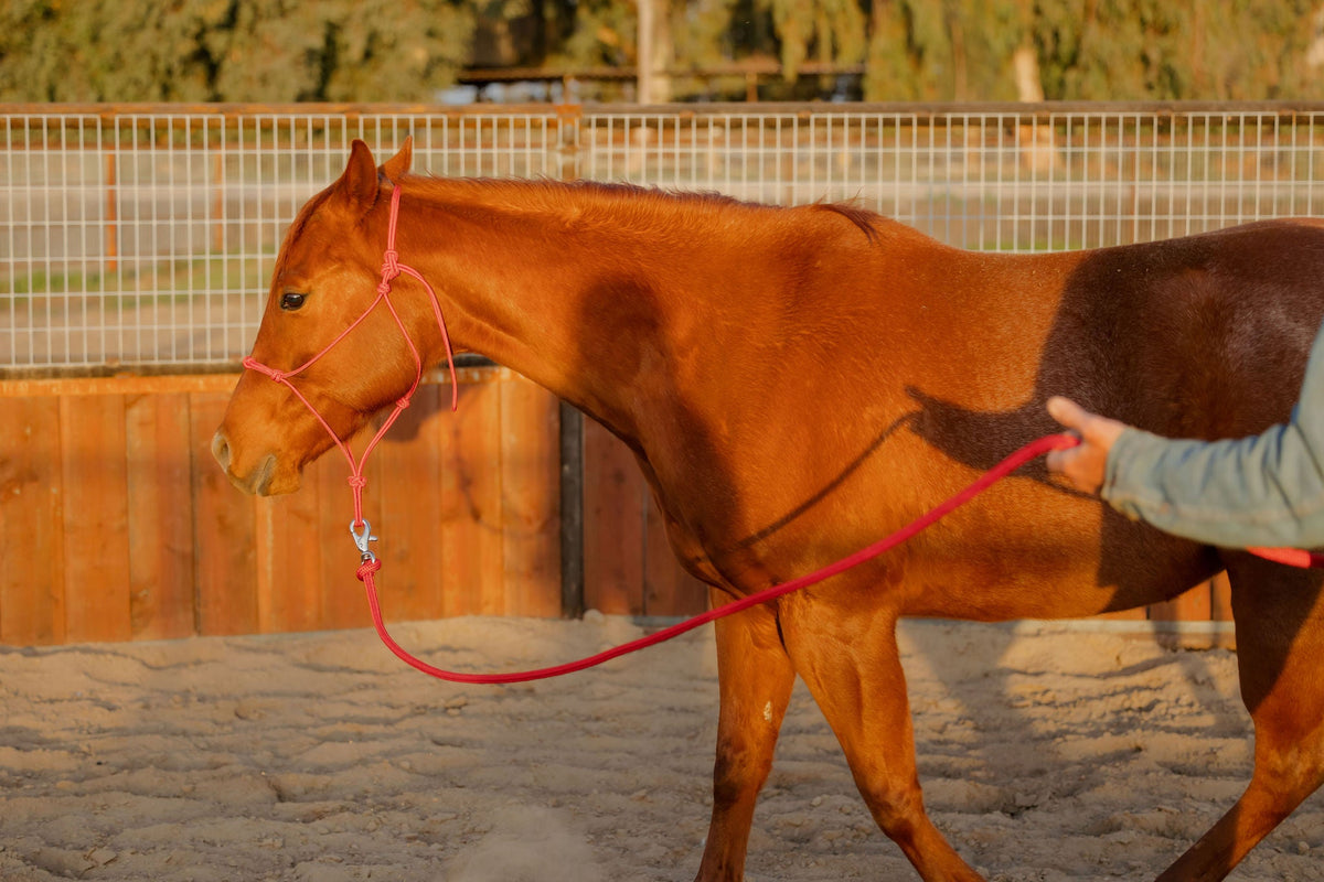 4 Knot Halter and Lead Set