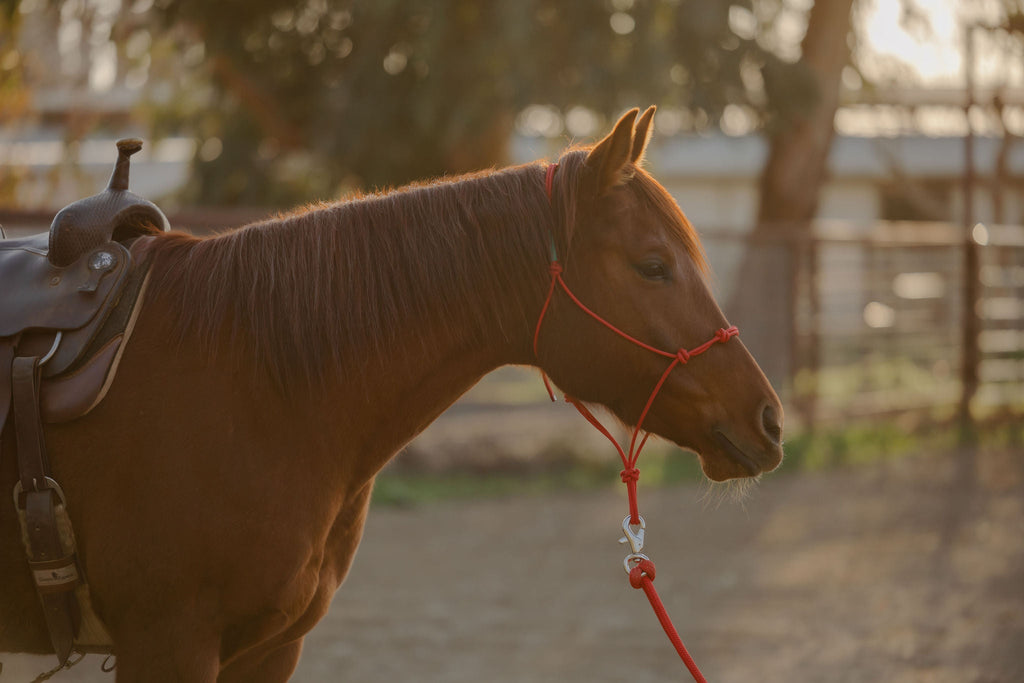 4 Knot Halter and Lead Set