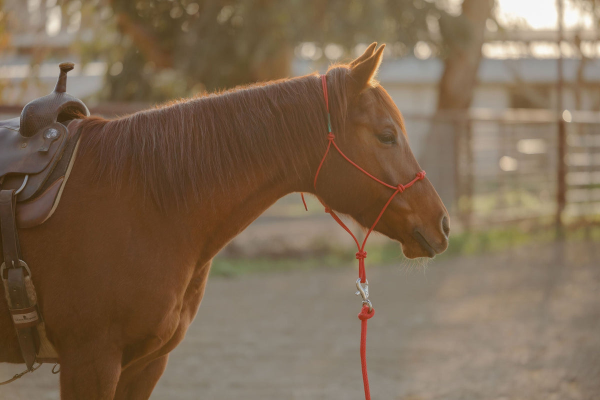 4 Knot Halter and Lead Set