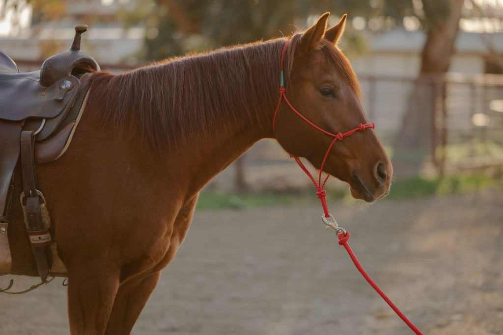 4 Knot Halter and Lead Set