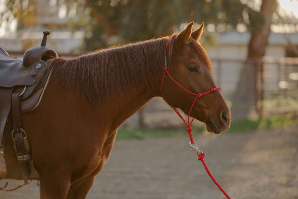 4 Knot Halter and Lead Set
