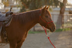 4 Knot Halter and Lead Set