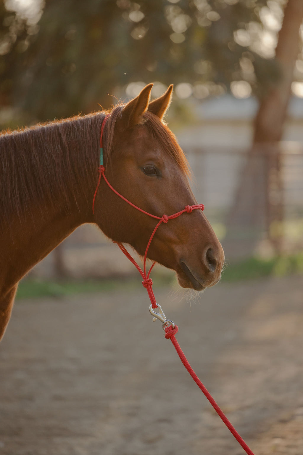 4 Knot Halter and Lead Set