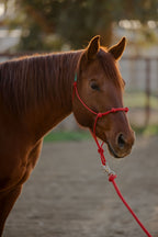 4 Knot Halter and Lead Set
