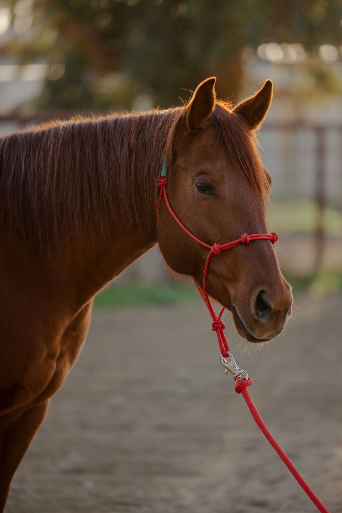 4 Knot Halter and Lead Set