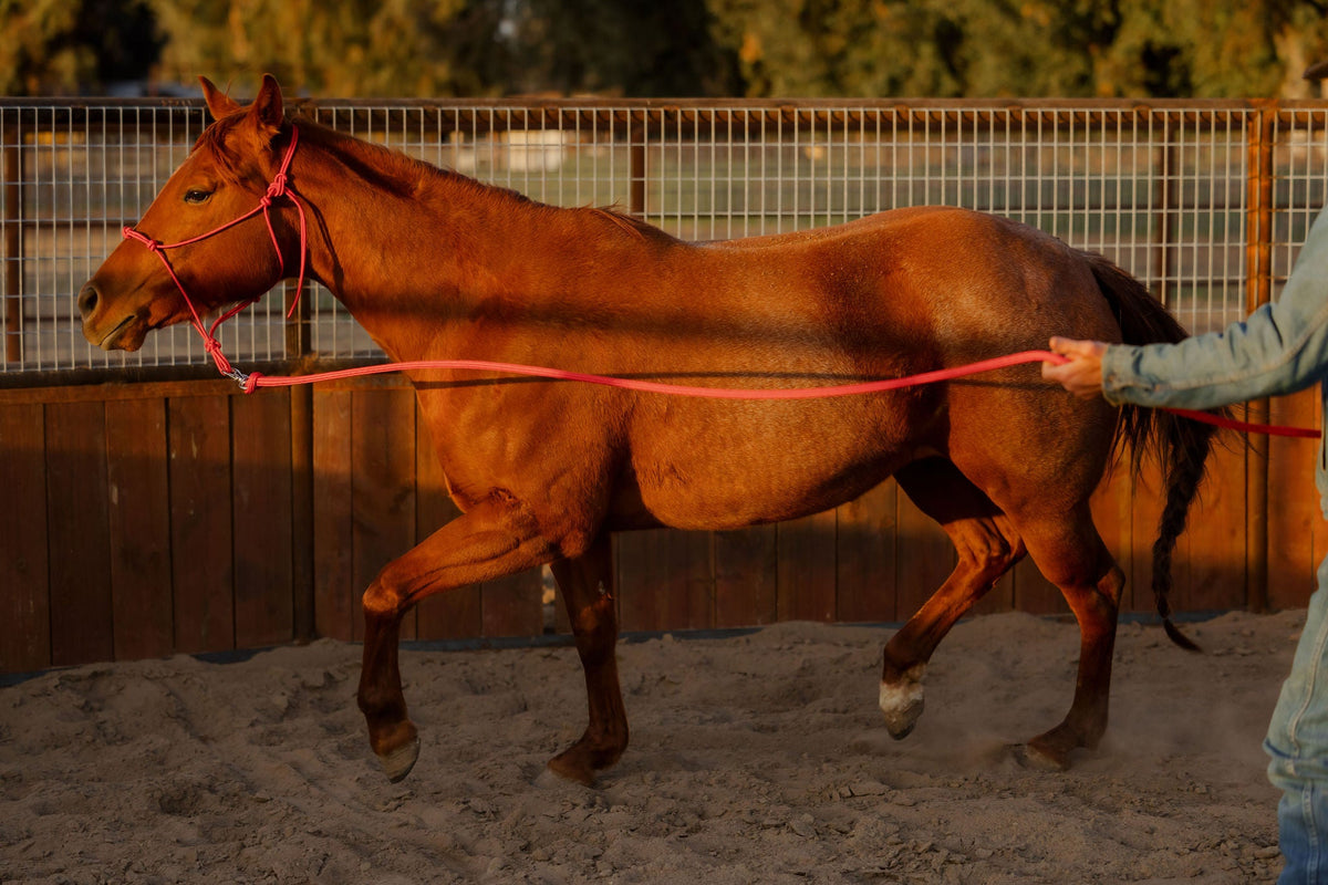 4 Knot Halter and Lead Set