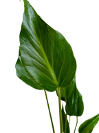 Monstera Burle Marx Flame