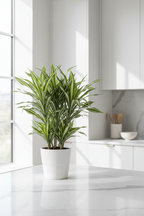 Dracaena Warneckii 'White Jewel'