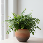 Fern 'Kangaroo Paw'